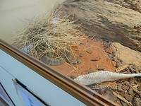 DSC00710