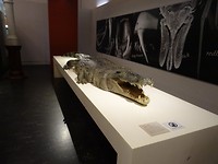 DSC01135