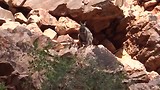 Wallaby in het wild 1