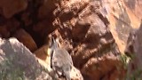 Wallaby in het wild 2