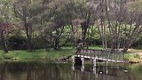 Australian Reptile Park 2 alligator