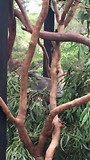 Australian Reptile Park 1 koala