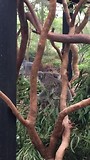 Australian Reptile Park 2 koala