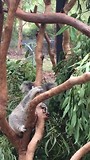 Australian Reptile Park 3 koala