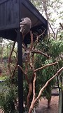 Australian Reptile Park 4 koala