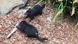 Australian Reptile Park Tasmanian devil