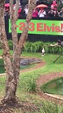 Australian Reptile Park krokodil voeren