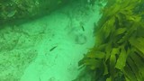 Shelly beach duiken 1