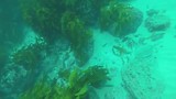 Shelly beach duiken 3