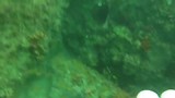 Shelly beach duiken 4