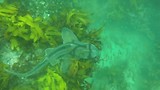 Shelly beach duiken 5