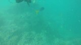 Great barrier reef (Hardy reef)
