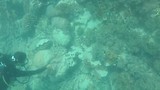 Great barrier reef (Hardy reef)