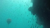 Great barrier reef (Hardy reef)
