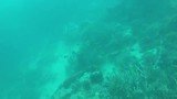 Great barrier reef (Hardy reef)