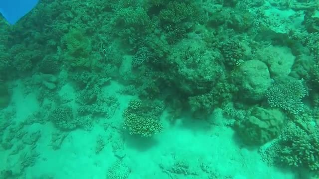 Great barrier reef (Flynn reef)