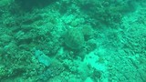 Great barrier reef (Flynn reef)