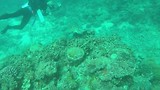 Great barrier reef (Flynn reef)