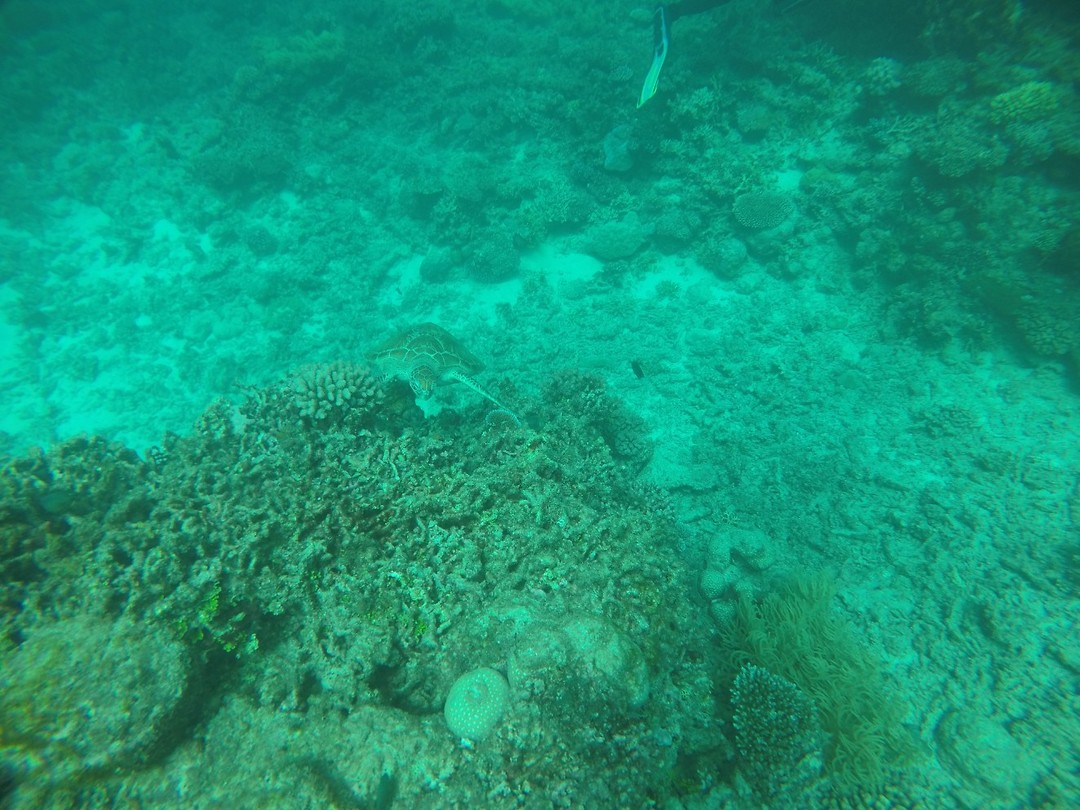 GOPR1532