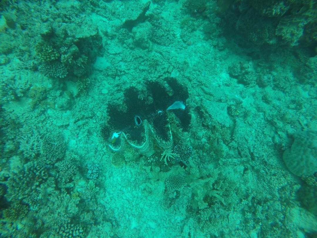 GOPR1560