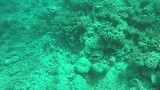 Great barrier reef (Flynn reef)