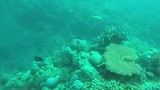 Great barrier reef (Flynn reef)