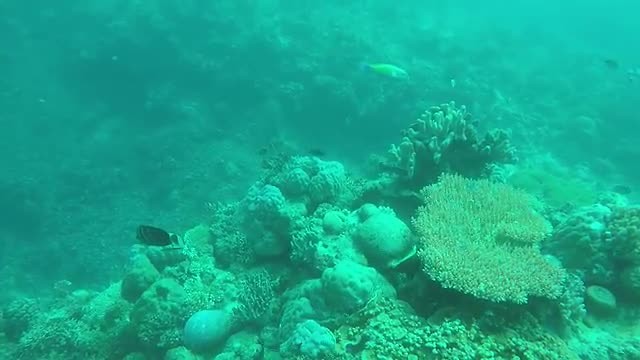 Great barrier reef (Flynn reef)