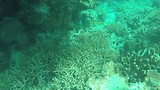 Great barrier reef (Flynn reef)
