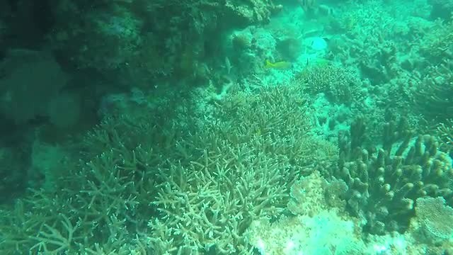 Great barrier reef (Flynn reef)