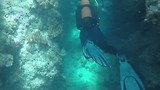 Great barrier reef (Flynn reef)