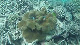 Great barrier reef (Flynn reef)