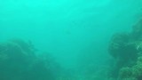 Great barrier reef (Flynn reef)