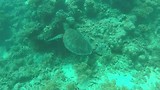 Great barrier reef (Flynn reef)