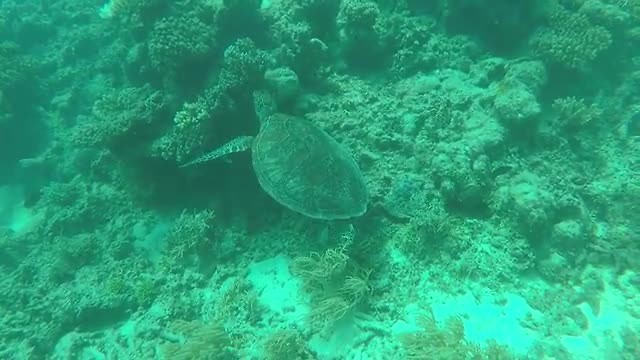 Great barrier reef (Flynn reef)
