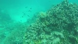 Great barrier reef (Flynn reef)