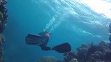 Great barrier reef (Flynn reef)