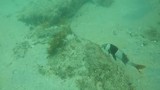 Duiken Port Noarlunga 1