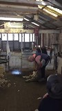 schaap scheren