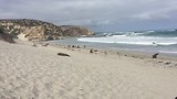 seal bay 1