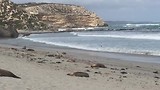 seal bay 2
