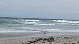 seal bay 3