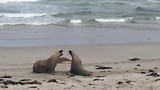 seal bay 4