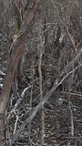 Echidnas
