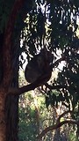 Koala 1