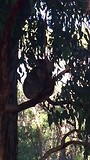 Koala 2