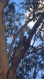 Koala 3