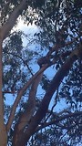 Koala 4