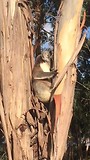 Koala 5
