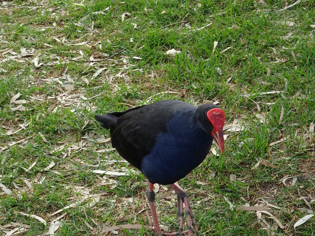 DSC02978