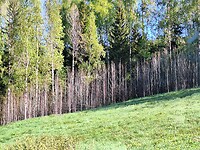 Overal in Zweden